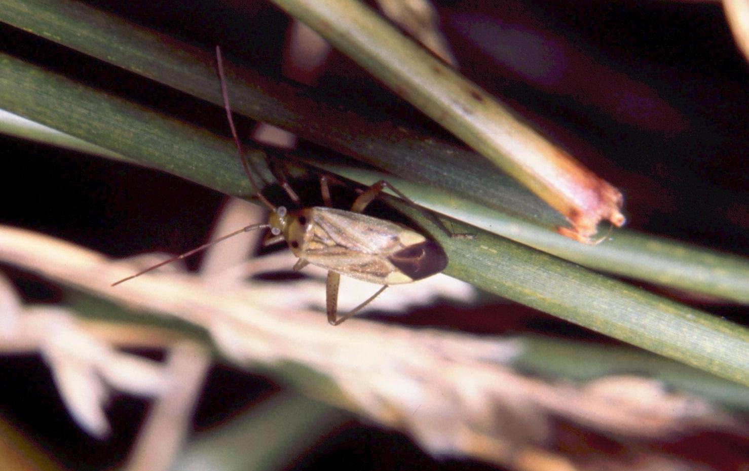 Adelphocoris lineolatus binotatus